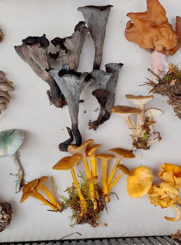 Vybrané druhy hub pro lyofilizaci (sušení mrazem)