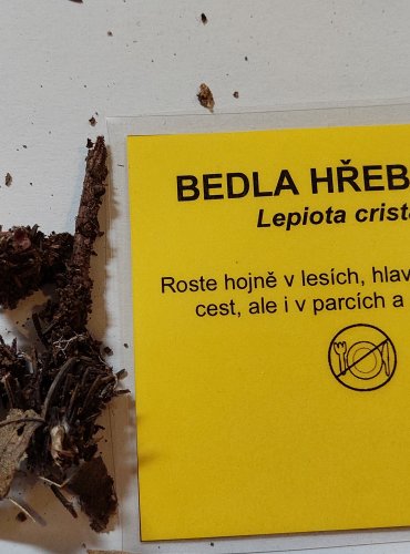 BEDLA HŘEBENITÁ (Lepiota cristata) FOTO: Marta Knauerová, 25.–26. 10. 2025