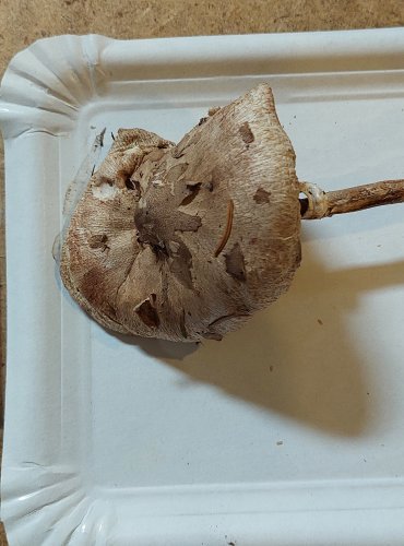 BEDLA KONRADOVA (Macrolepiota konradii) FOTO: Marta Knauerová, 25.–26. 10. 2025