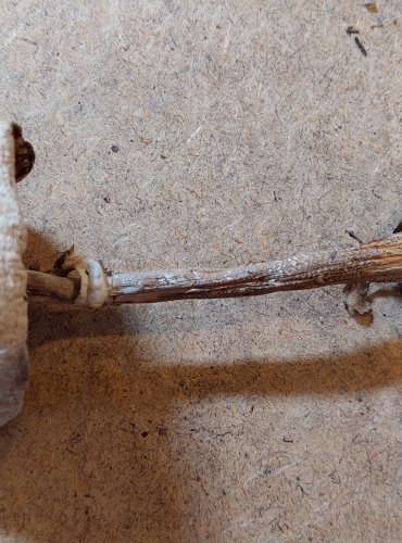 BEDLA KONRADOVA (Macrolepiota konradii) FOTO: Marta Knauerová, 25.–26. 10. 2025