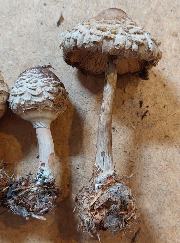 BEDLA ŠEDOHNĚDÁ (Chlorophyllum olivieri) FOTO: Marta Knauerová, 25.–26. 10. 2025