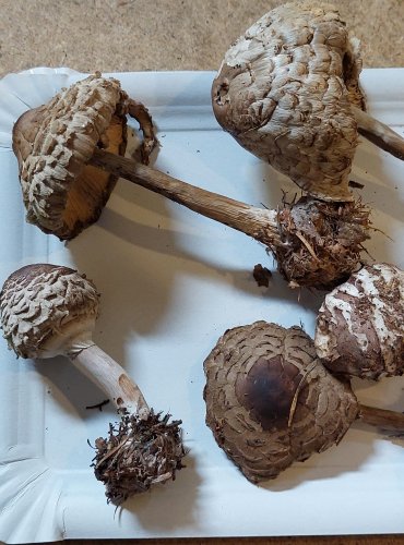 BEDLA ŠEDOHNĚDÁ (Chlorophyllum olivieri) FOTO: Marta Knauerová, 25.–26. 10. 2025