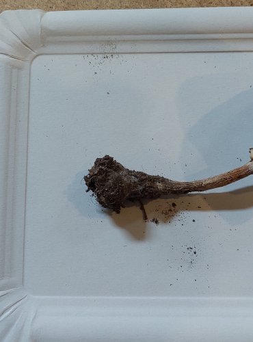 BEDLA ÚTLÁ (Macrolepiota mastoidea) FOTO: Marta Knauerová, 25.–26. 10. 2025