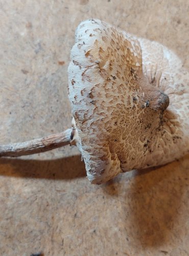 BEDLA ÚTLÁ (Macrolepiota mastoidea) FOTO: Marta Knauerová, 25.–26. 10. 2025
