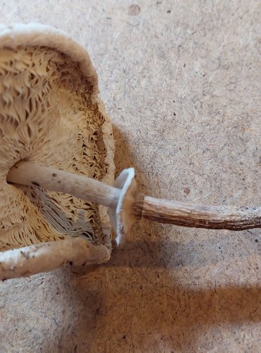 BEDLA ÚTLÁ (Macrolepiota mastoidea) FOTO: Marta Knauerová, 25.–26. 10. 2025