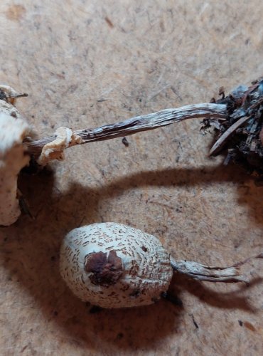 BEDLA HŘEBENITÁ (Lepiota cristata) FOTO: Marta Knauerová, 25.–26. 10. 2025