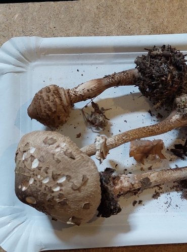 BEDLA VYSOKÁ (Macrolepiota procera) FOTO: Marta Knauerová, 25.–26. 10. 2025