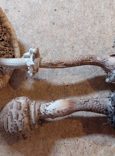 BEDLA VYSOKÁ (Macrolepiota procera) FOTO: Marta Knauerová, 25.–26. 10. 2025