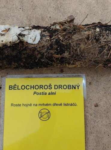BĚLOCHOROŠ DROBNÝ (Postia alni) FOTO: Marta Knauerová, 25.–26. 10. 2025