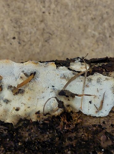 BĚLOCHOROŠ DROBNÝ (Postia alni) FOTO: Marta Knauerová, 25.–26. 10. 2025