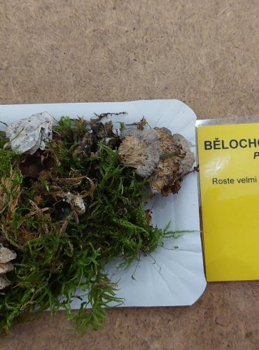 BĚLOCHOROŠ MODRAVÝ (Postia caesia) FOTO: Marta Knauerová, 25.–26. 10. 2025