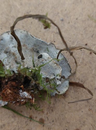 BĚLOCHOROŠ MODRAVÝ (Postia caesia) FOTO: Marta Knauerová, 25.–26. 10. 2025