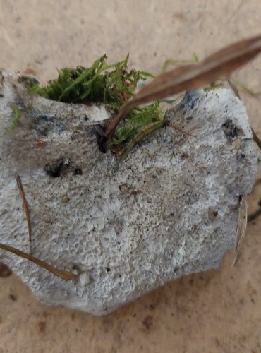 BĚLOCHOROŠ MODRAVÝ (Postia caesia) FOTO: Marta Knauerová, 25.–26. 10. 2025