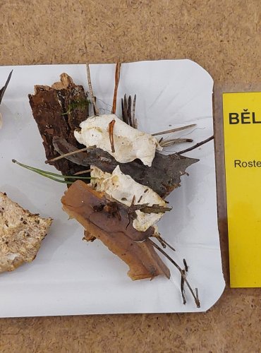 BĚLOCHOROŠ NAŠEDLÝ (Postia tephroleuca) FOTO: Marta Knauerová, 25.–26. 10. 2025