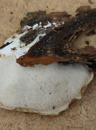 BĚLOCHOROŠ NAŠEDLÝ (Postia tephroleuca) FOTO: Marta Knauerová, 25.–26. 10. 2025