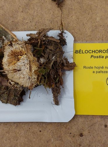 BĚLOCHOROŠ PÝCHAVKOVITÝ (Postia ptychogaster) FOTO: Marta Knauerová, 25.–26. 10. 2025