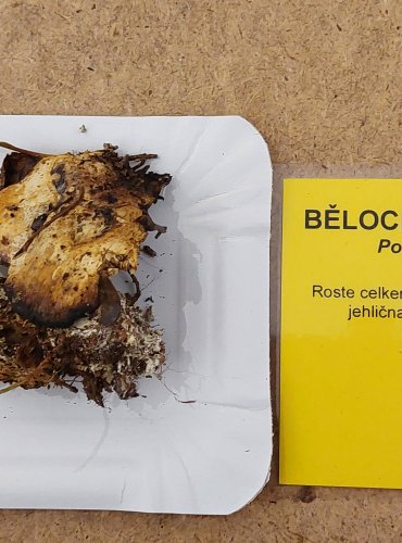 BĚLOCHOROŠ SLZÍCÍ (Postia guttulata) FOTO: Marta Knauerová, 25.–26. 10. 2025