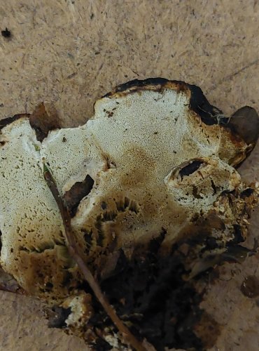 BĚLOCHOROŠ SLZÍCÍ (Postia guttulata) FOTO: Marta Knauerová, 25.–26. 10. 2025