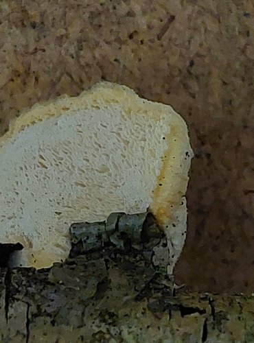 BĚLOCHOROŠ SNĚHOBÍLÝ (Tyromyces chioneus) FOTO: Marta Knauerová, 25.–26. 10. 2025