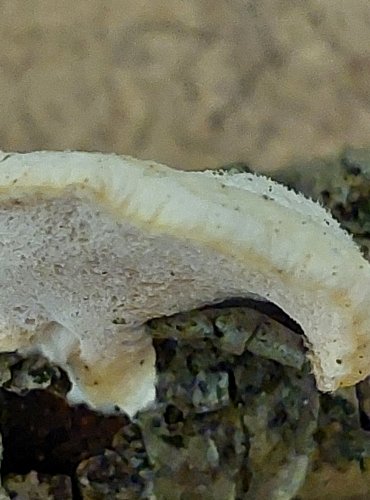 BĚLOCHOROŠ SNĚHOBÍLÝ (Tyromyces chioneus) FOTO: Marta Knauerová, 25.–26. 10. 2025