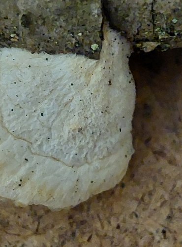 BĚLOCHOROŠ SNĚHOBÍLÝ (Tyromyces chioneus) FOTO: Marta Knauerová, 25.–26. 10. 2025