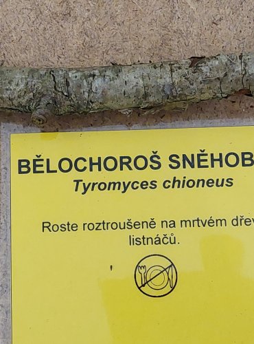 BĚLOCHOROŠ SNĚHOBÍLÝ (Tyromyces chioneus) FOTO: Marta Knauerová, 25.–26. 10. 2025