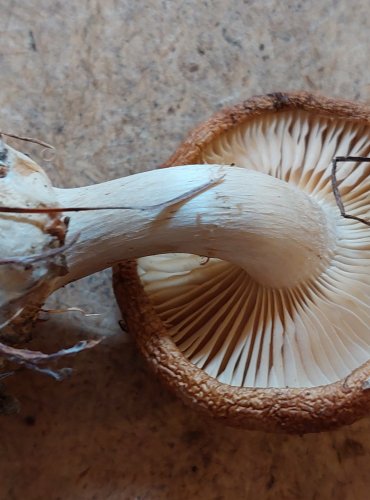 BĚLOPAVUČINEC HLÍZNATÝ (Leucocortinarius bulbiger) FOTO: Marta Knauerová, 25.–26. 10. 2025