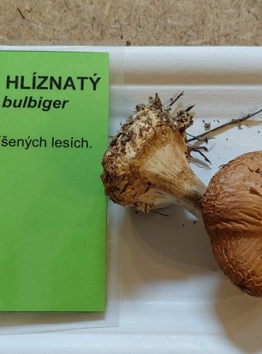 BĚLOPAVUČINEC HLÍZNATÝ (Leucocortinarius bulbiger) FOTO: Marta Knauerová, 25.–26. 10. 2025