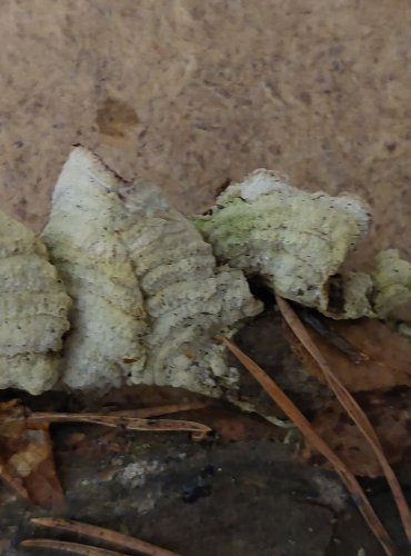 BRÁNOVITEC HNĚDOFIALOVÝ (Trichaptum fuscoviolaceum) FOTO: Marta Knauerová, 25.–26. 10. 2025

