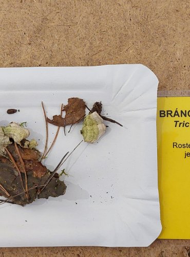 BRÁNOVITEC HNĚDOFIALOVÝ (Trichaptum fuscoviolaceum) FOTO: Marta Knauerová, 25.–26. 10. 2025

