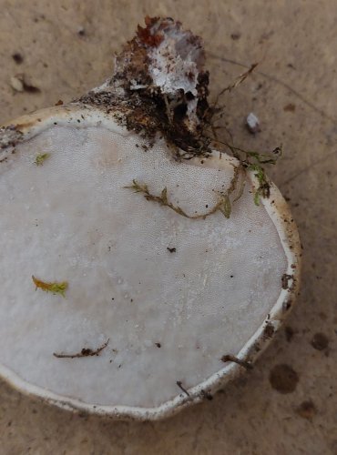 BŘEZOVNÍK OBECNÝ (Piptoporus betulinus) FOTO: Marta Knauerová, 25.–26. 10. 2025