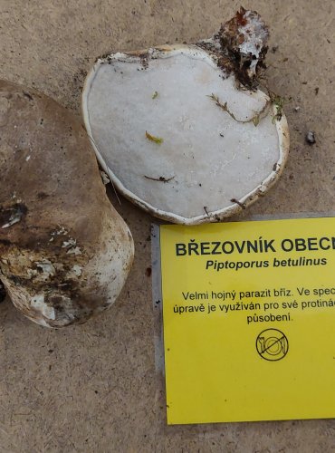 BŘEZOVNÍK OBECNÝ (Piptoporus betulinus) FOTO: Marta Knauerová, 25.–26. 10. 2025