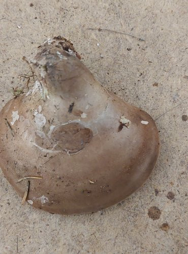 BŘEZOVNÍK OBECNÝ (Piptoporus betulinus) FOTO: Marta Knauerová, 25.–26. 10. 2025