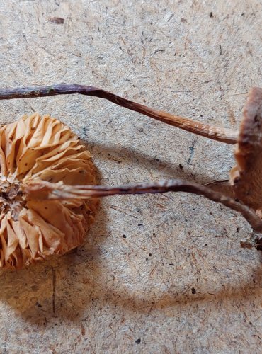 CYSTIDOVKA RYBOVONNÁ (Macrocystidia cucumis) FOTO: Marta Knauerová, 25.–26. 10. 2025

