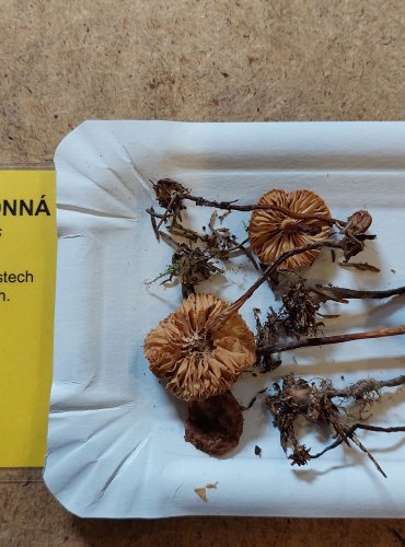 CYSTIDOVKA RYBOVONNÁ (Macrocystidia cucumis) FOTO: Marta Knauerová, 25.–26. 10. 2025

