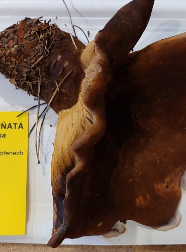 ČECHRATICE (ČECHRATKA) ČERNOHUŇATÁ (Tapinella atrotomentosa) FOTO: Marta Knauerová, 25.–26. 10. 2025
