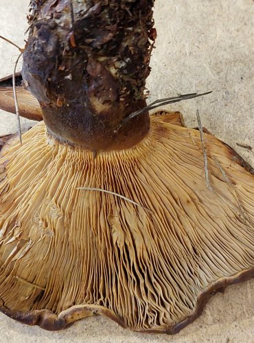 ČECHRATICE (ČECHRATKA) ČERNOHUŇATÁ (Tapinella atrotomentosa) FOTO: Marta Knauerová, 25.–26. 10. 2025
