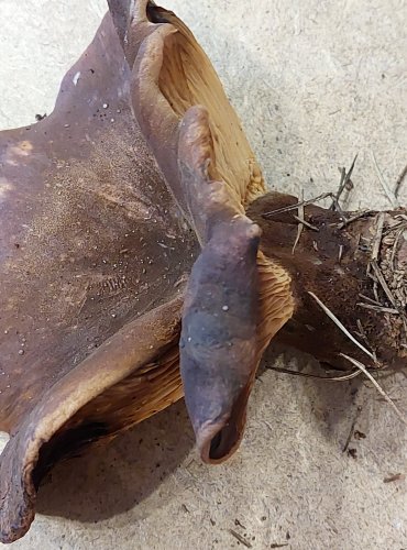 ČECHRATICE (ČECHRATKA) ČERNOHUŇATÁ (Tapinella atrotomentosa) FOTO: Marta Knauerová, 25.–26. 10. 2025
