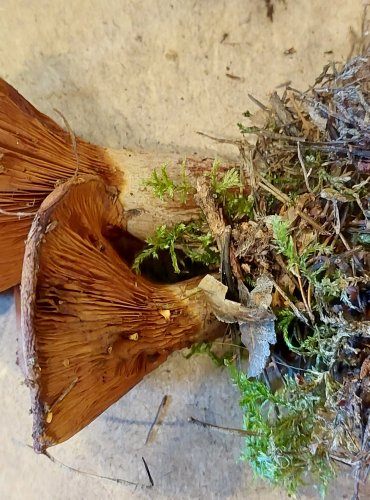 ČECHRATKA PODVINUTÁ (Paxillus involutus) FOTO: Marta Knauerová, 25.–26. 10. 2025
