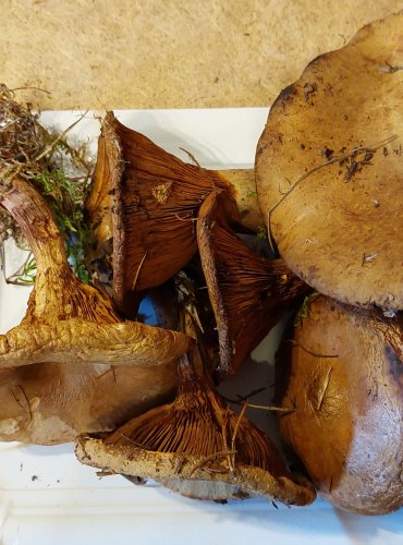 
ČECHRATKA PODVINUTÁ (Paxillus involutus) FOTO: Marta Knauerová, 25.–26. 10. 2025
