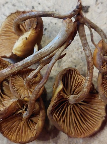 ČEPIČATKA JEHLIČNANOVÁ (Galerina marginata) FOTO: Marta Knauerová, 25.–26. 10. 2025