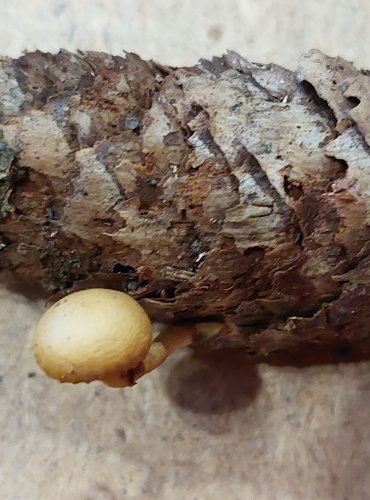 ČEPIČATKA JEHLIČNANOVÁ (Galerina marginata) FOTO: Marta Knauerová, 25.–26. 10. 2025