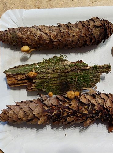 ČEPIČATKA JEHLIČNANOVÁ (Galerina marginata) FOTO: Marta Knauerová, 25.–26. 10. 2025