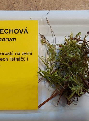 ČEPIČATKA MECHOVÁ (Galerina hypnorum) FOTO: Marta Knauerová, 25.–26. 10. 2025