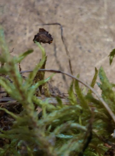 ČEPIČATKA MECHOVÁ (Galerina hypnorum) FOTO: Marta Knauerová, 25.–26. 10. 2025