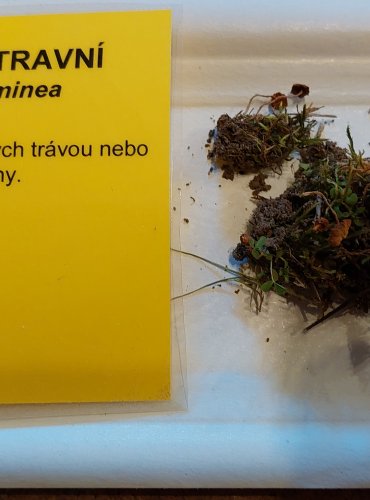 ČEPIČATKA TRAVNÍ (Galerina graminea) FOTO: Marta Knauerová, 25.–26. 10. 2025