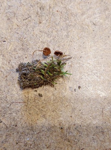 ČEPIČATKA TRAVNÍ (Galerina graminea) FOTO: Marta Knauerová, 25.–26. 10. 2025