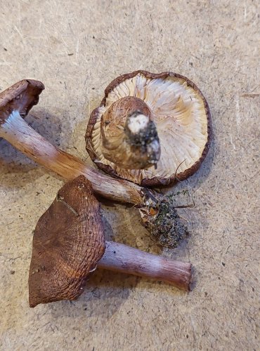 ČIRŮVKA BĚLOHNĚDÁ (Tricholoma albobrunneum) zapsána v Červeném seznamu hub (makromycetů) České republiky v kategorii NT – téměř ohrožený druh, FOTO: Marta Knauerová, 25.–26. 10. 2025