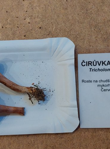 ČIRŮVKA BĚLOHNĚDÁ (Tricholoma albobrunneum) zapsána v Červeném seznamu hub (makromycetů) České republiky v kategorii NT – téměř ohrožený druh, FOTO: Marta Knauerová, 25.–26. 10. 2025