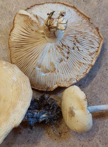 ČIRŮVKA BĚLOŽLUTAVÁ (Tricholoma stiparophyllum) FOTO: Marta Knauerová, 25.–26. 10. 2025

